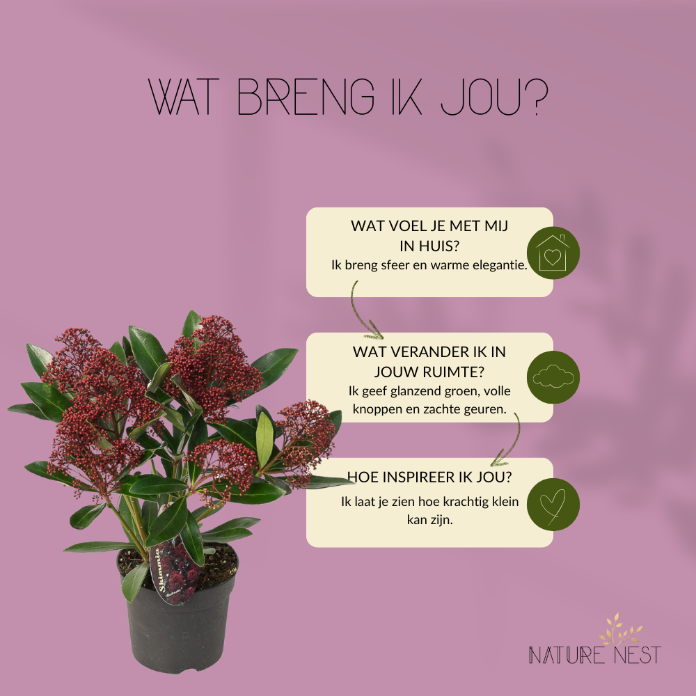 Skimmia Japonica 'Rubella' (3 stuks)