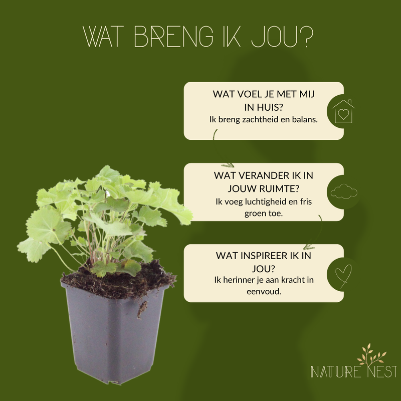 3 Vrouwenmantel Planten | Alchemilla mollis | Tuinplanten | Planten