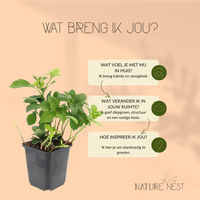 3 Dikkemanskruid planten | Pachysandra terminalis | Tuinplanten | Planten