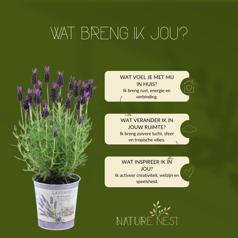 Set van 3 Franse lavendelplanten in sierpot 'Deluxe' | 3 x Ø12 cm - ↕25 cm