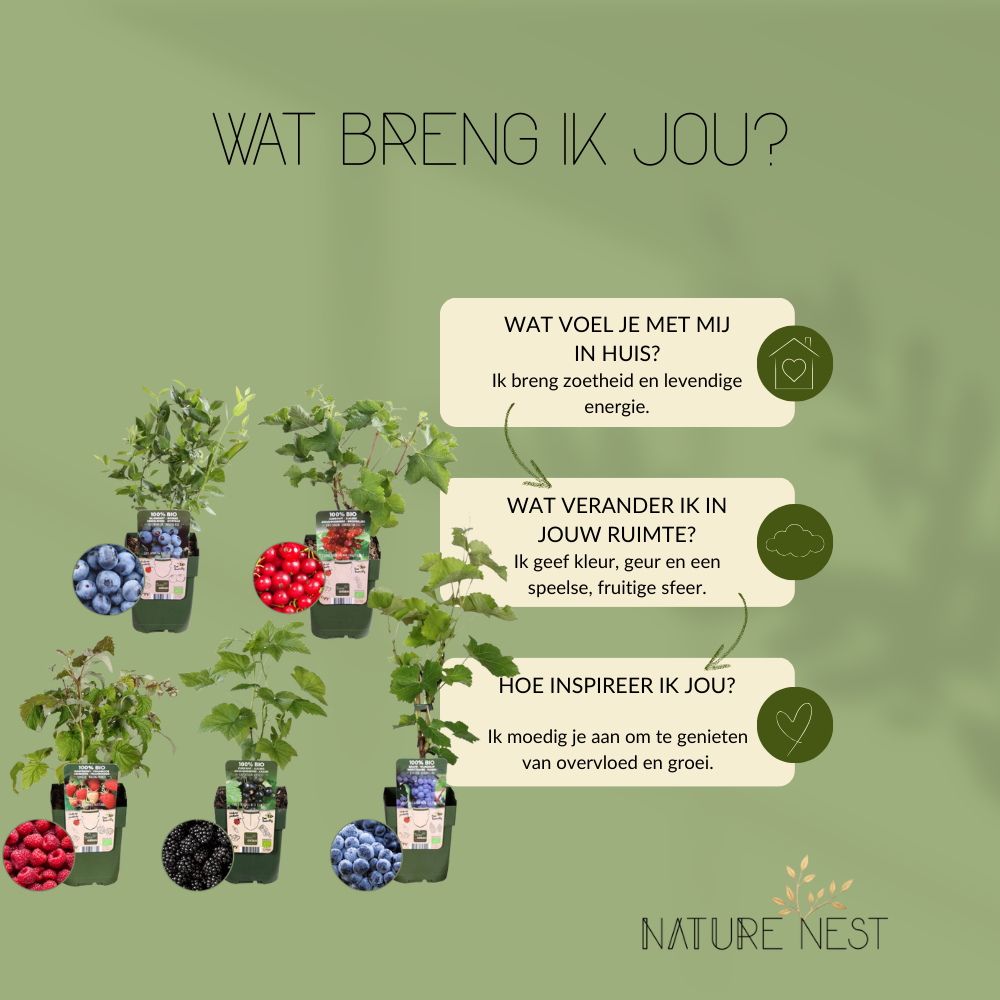 Bio Fruitplanten Mix 'Vruchten Oase' (5 stuks)