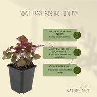 Heuchera Micrantha 'Palace Purple'