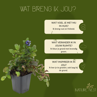 3 Kruipend zenegroen planten | Ajuga reptans | Tuinplanten | Planten