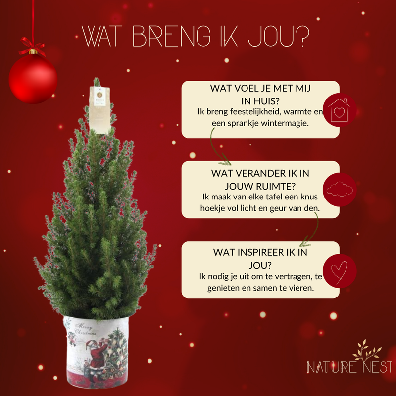 Kerstboom in Kerstman pot | 1x Picea Conica 'December' | 19 cm Ø | 60 cm ↕