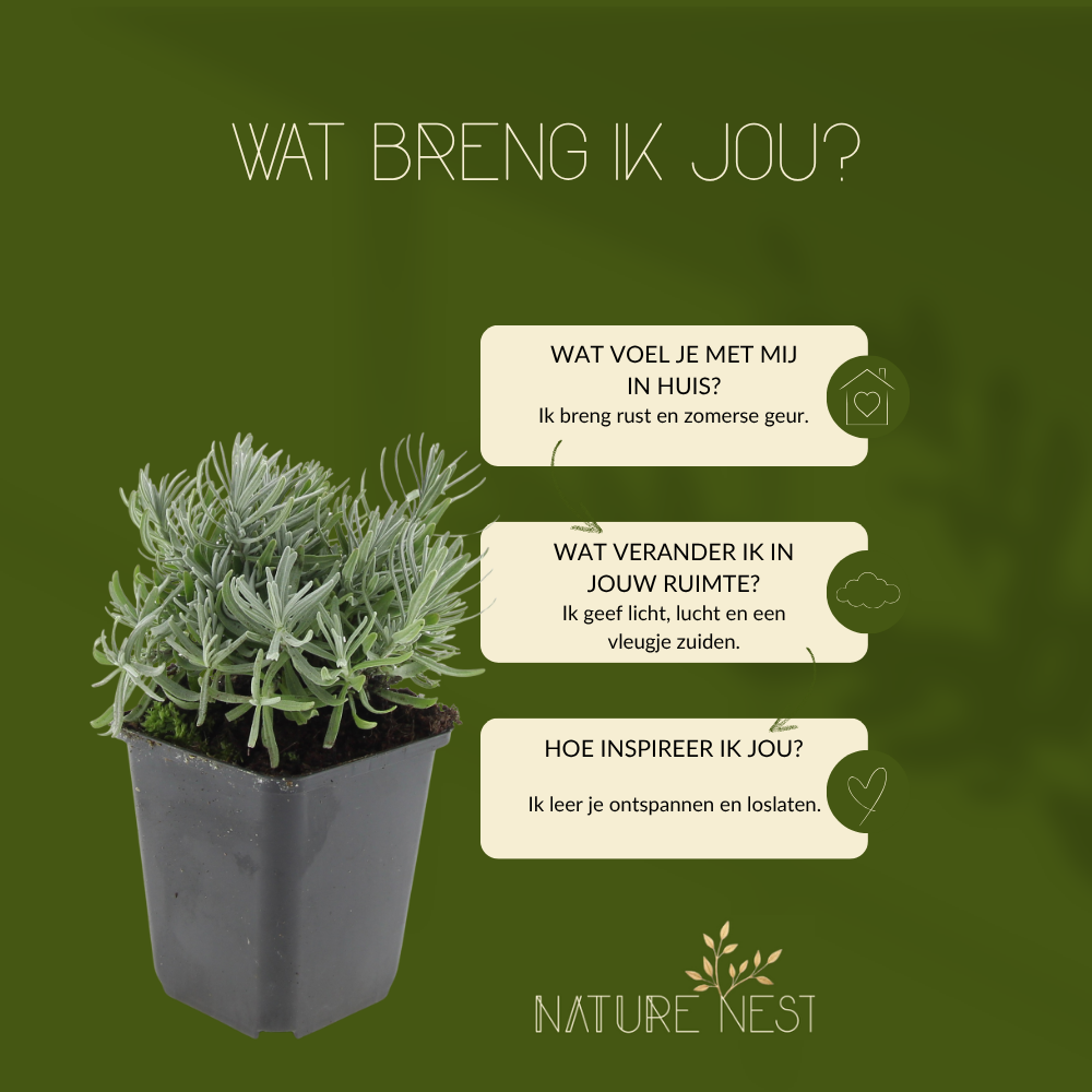 12 Lavendelplanten | Lavandula angustifolia 'Hidcote' | Tuinplanten | Planten