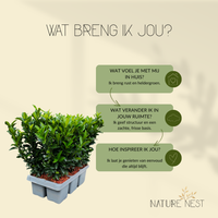 12 Groene Kardinaalsmuts Haagplanten | Euonymus japonicus 'Green Spire'
