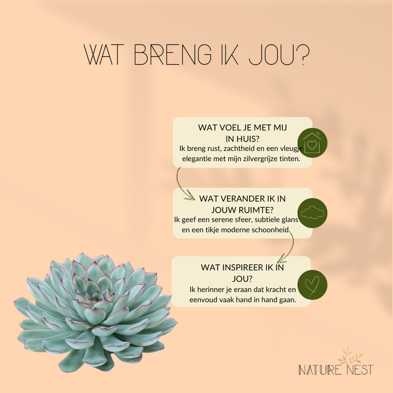 Echte Succulent groen in zwarte keramiek schaal - Ø12-14 cm ↕5 cm -1x Echeveria Pulidonis - vetplant