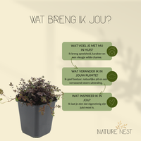 12 Stekelnoot planten | Acaena microphylla 'Kupferteppich' | Tuinplanten | Planten