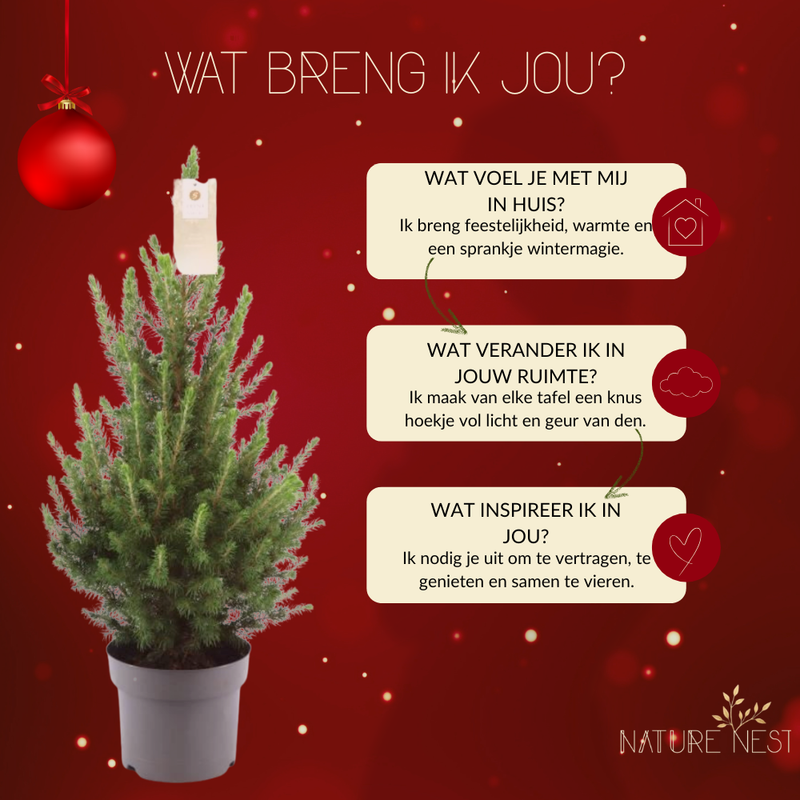 Kerstboom | 1x Picea Conica 'December' | 19 cm Ø | 60 cm ↕