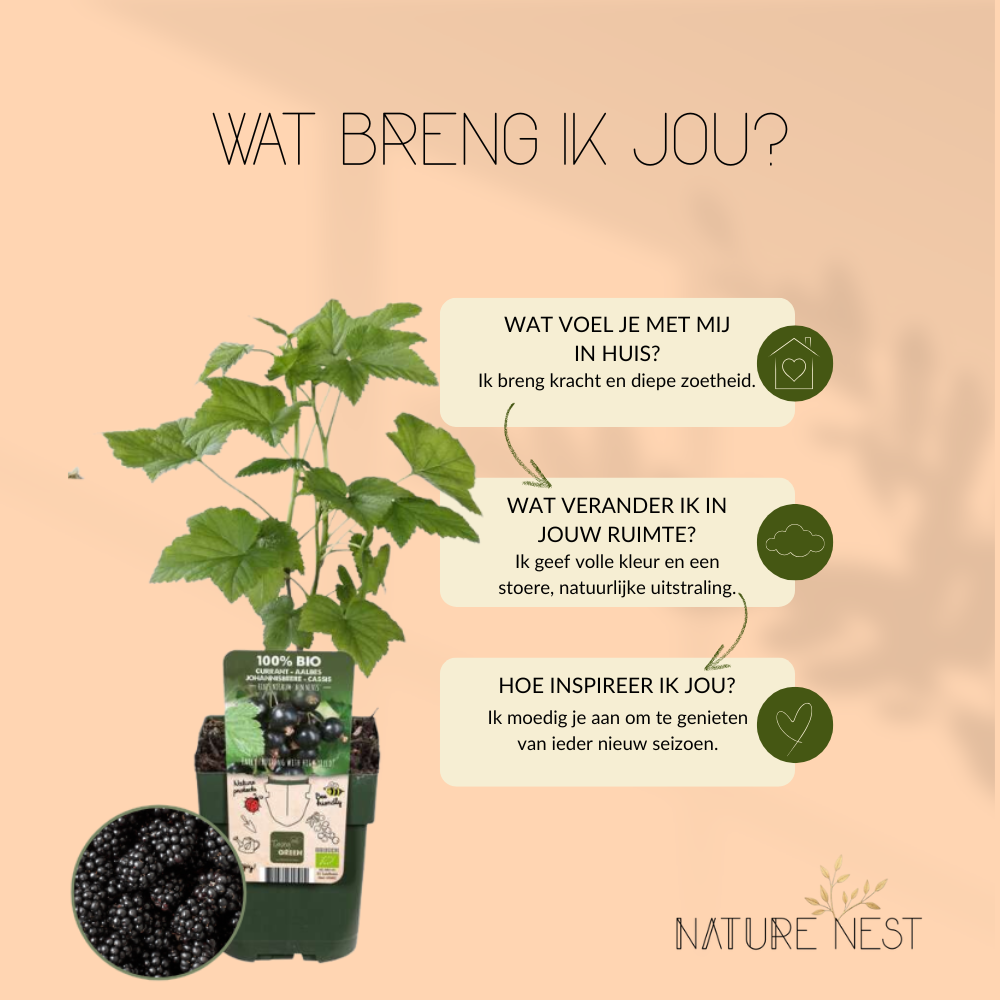 3 Bramenplanten | 100% Biologische Fruitplanten | Bramen | Tuinplanten