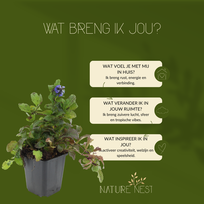 6 Kruipend zenegroen planten | Ajuga reptans | Tuinplanten | Planten