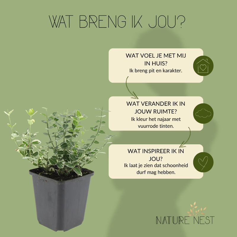 3 Bonte Kardinaalsmuts Planten | Euonymus 'Emerald 'n Gaity' | Tuinplanten