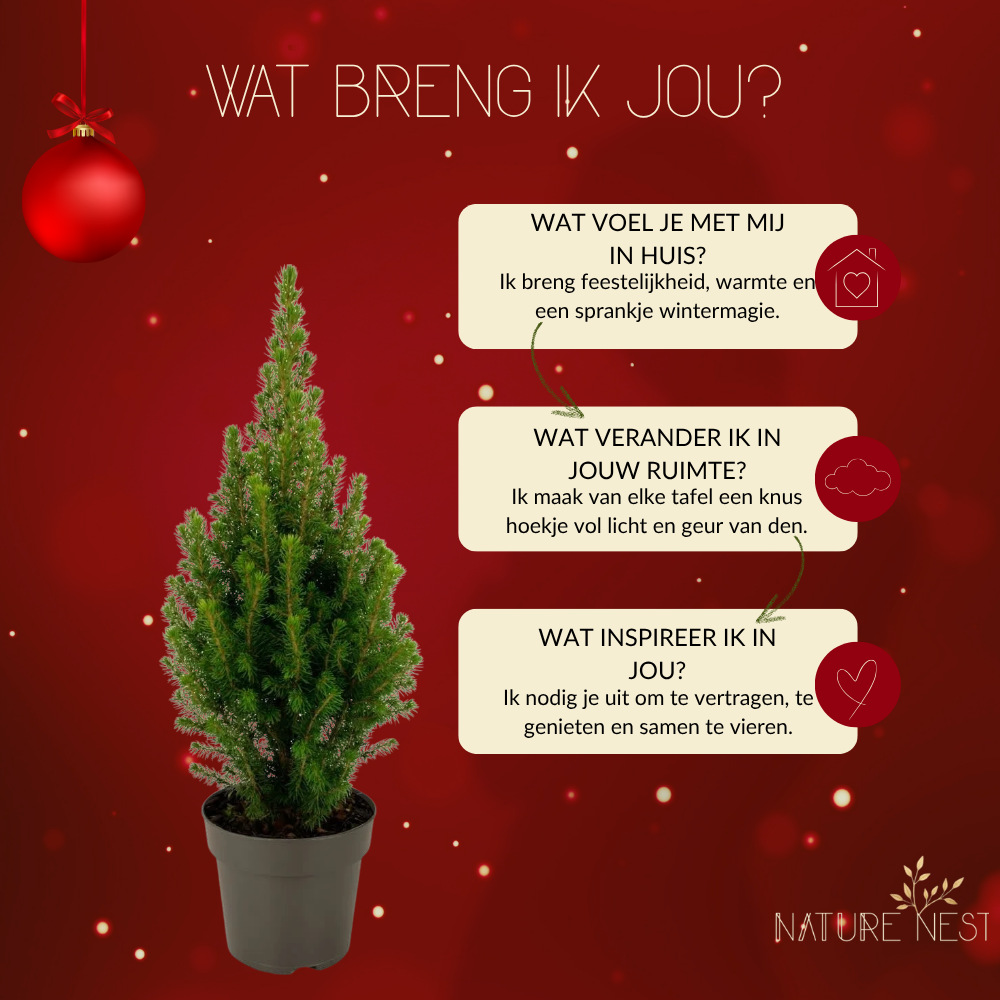 Picea Glauca 'Perfecta' (Tafelkerstboom)