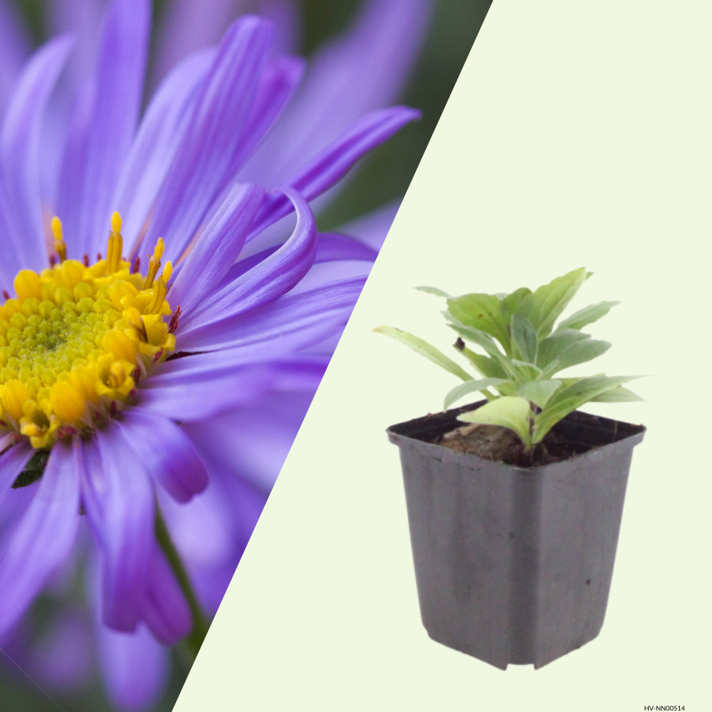 Aster frikartii Mönch (Herfst Aster), Set van 3, Paarse herfstbloei