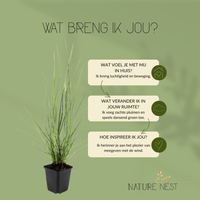 12 Lampenpoetsergras Planten | Pennisetum alopecuroides 'Hameln' | Tuinplanten