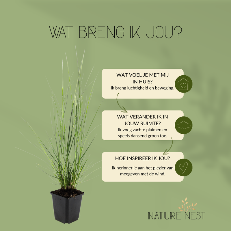 12 Lampenpoetsergras Planten | Pennisetum alopecuroides 'Hameln' | Tuinplanten