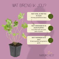 12 Ooievaarsbek Planten | Geranium 'Rozanne' | Tuinplanten | Planten