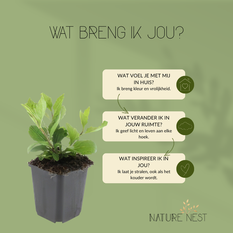 6 Asterplanten | Aster ageratoides 'Asran' | Tuinplanten | Planten