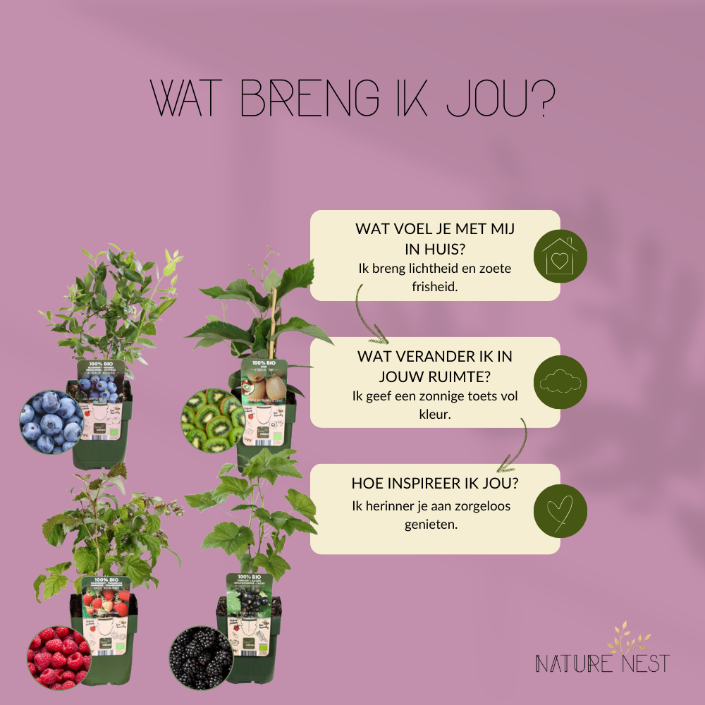 Bio Fruitplanten Mix 'Zomervruchten' (4 stuks)