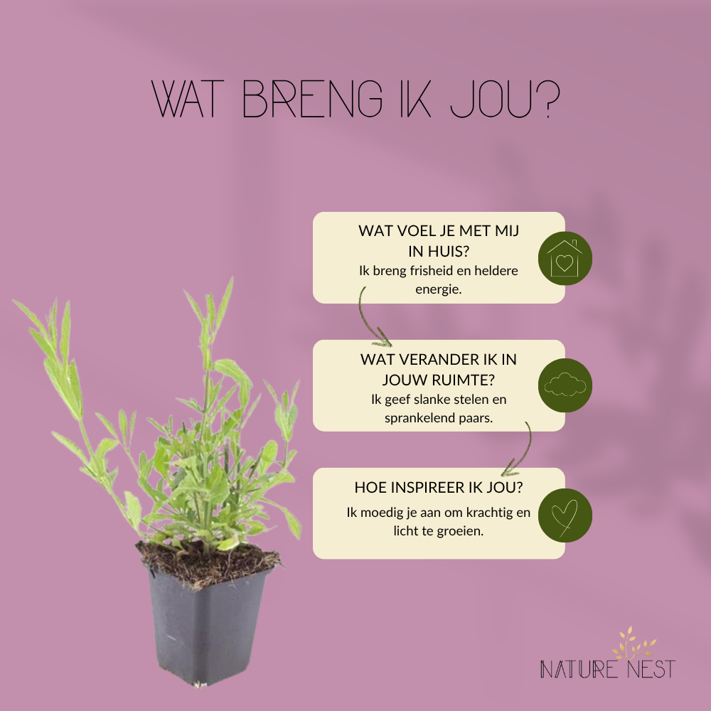 Verbena Bonariensis (6 stuks)