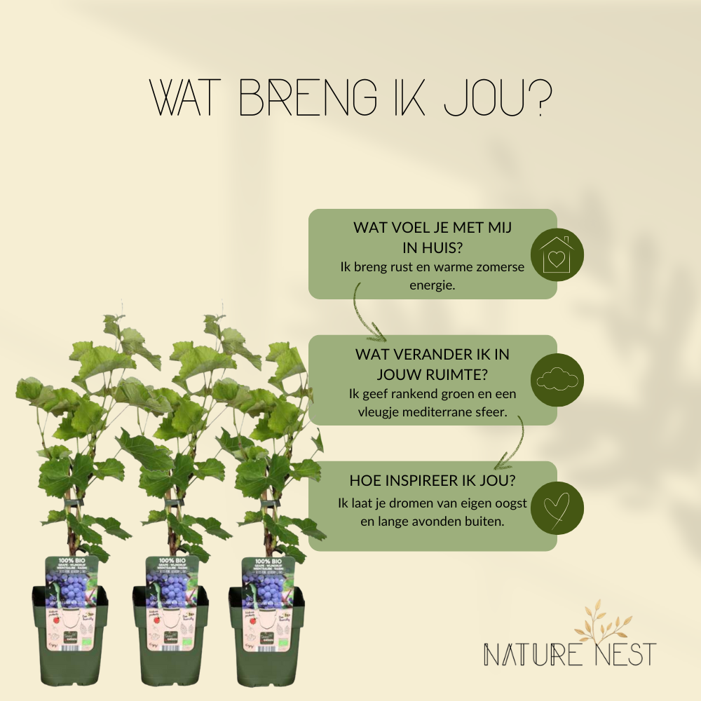 3 Druivenplanten | 100% Biologische Fruitplanten | Druivenplanten