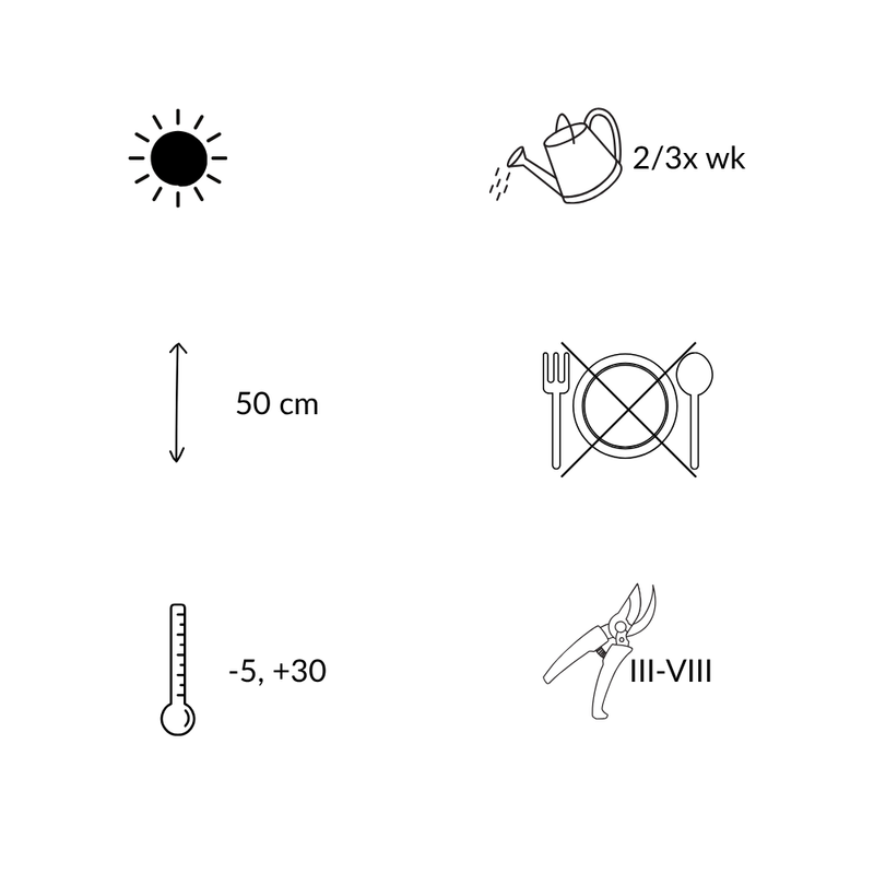 Set van 6 Euonymus Japonica Green Spire