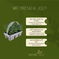 12 Witte lavendel planten - Lavendel angustifolia Edelweiss