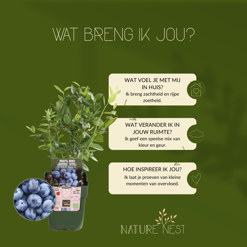 3 bosbessenplanten | bosbessenplanten | 100% Biologische fruitplanten | bosbessen