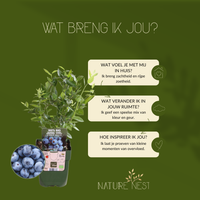 3 bosbessenplanten | bosbessenplanten | 100% Biologische fruitplanten | bosbessen