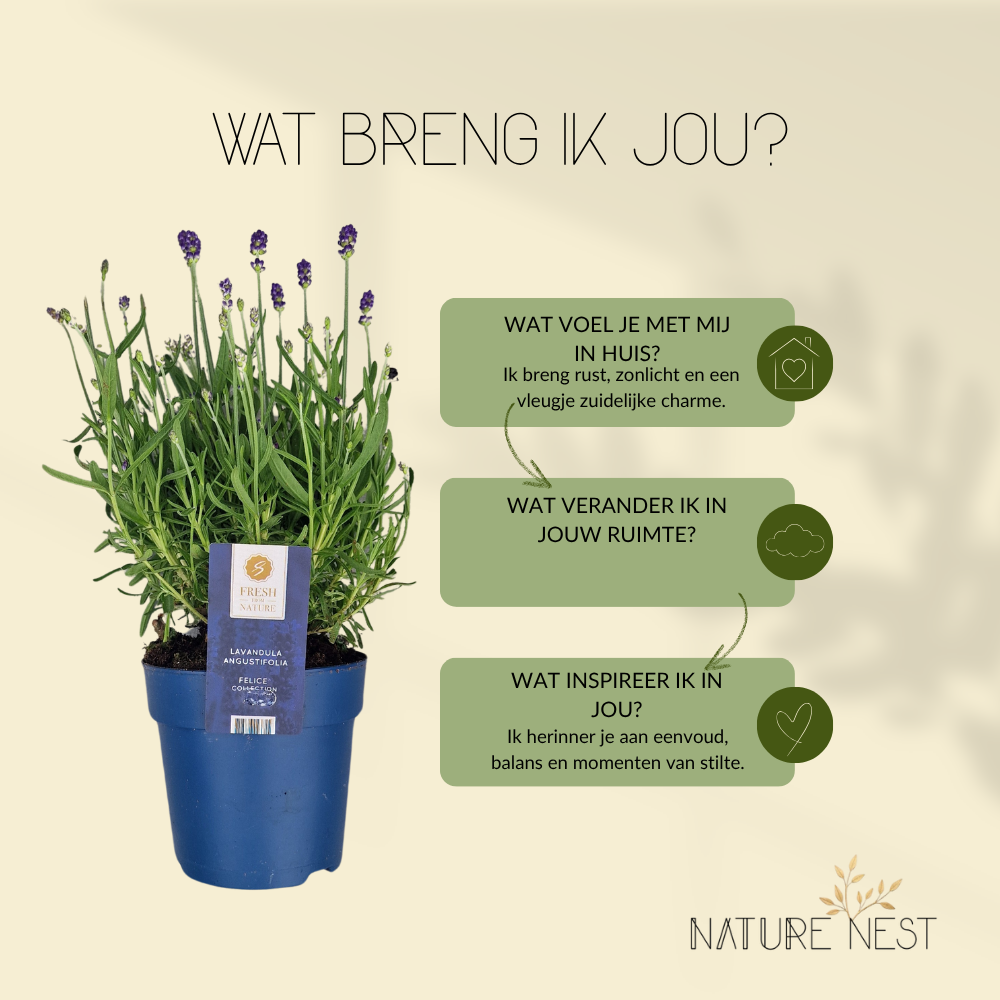 Set mit 6 winterharten Lavendelpflanzen | 6 x Ø 12 cm ↕ 30 cm | Lavandula ang. Felice