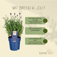 Set mit 6 winterharten Lavendelpflanzen | 6 x Ø 12 cm ↕ 30 cm | Lavandula ang. Felice