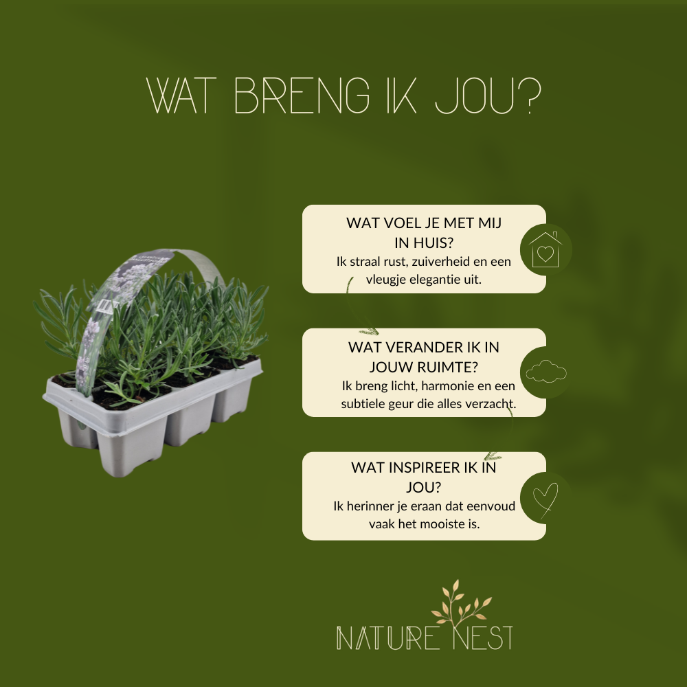 24 Witte lavendel planten - Lavendel angustifolia Edelweiss