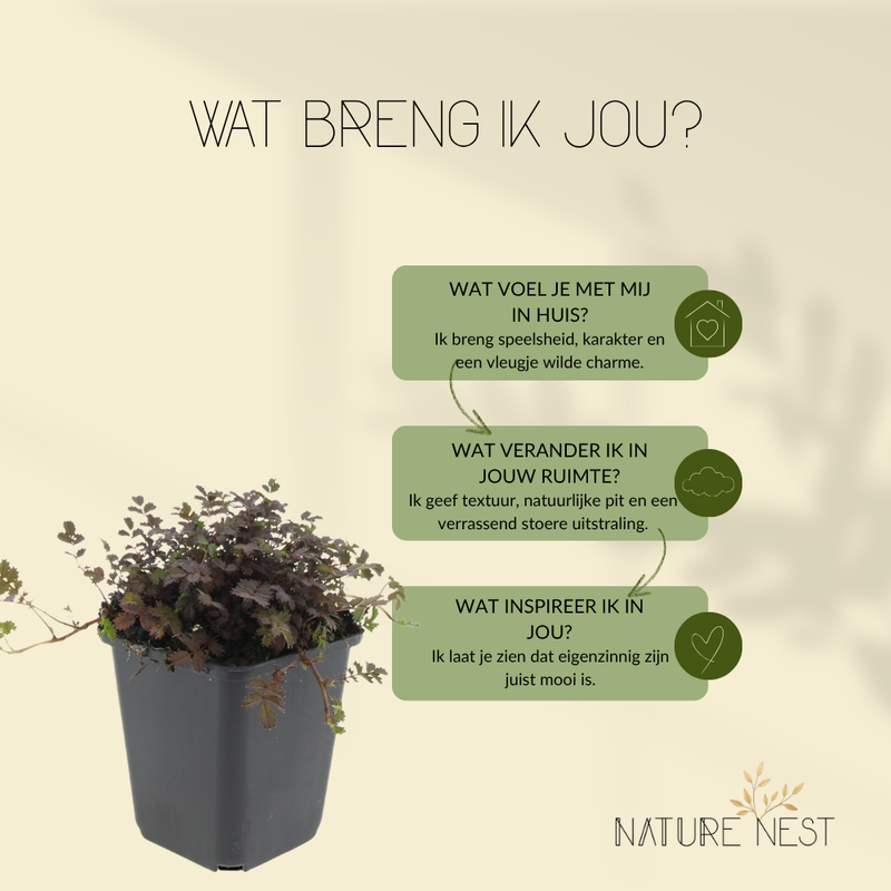 6 Stekelnoot planten | Acaena microphylla 'Kupferteppich' | Tuinplanten | Planten