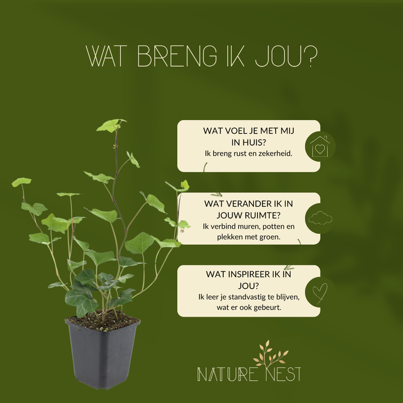 6 Atlantische Klimopplanten | Hedera Hibernica | Tuinplanten | Planten