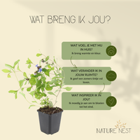 12 loodkruid planten | Ceratostigma plumbaginoides | Tuinplanten | Planten