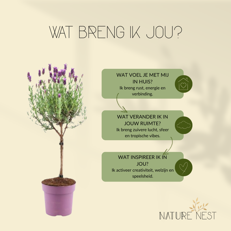 Set van 2 Franse lavendelplanten op stam |  2 x Ø15 cm - ↕50 cm | Planten