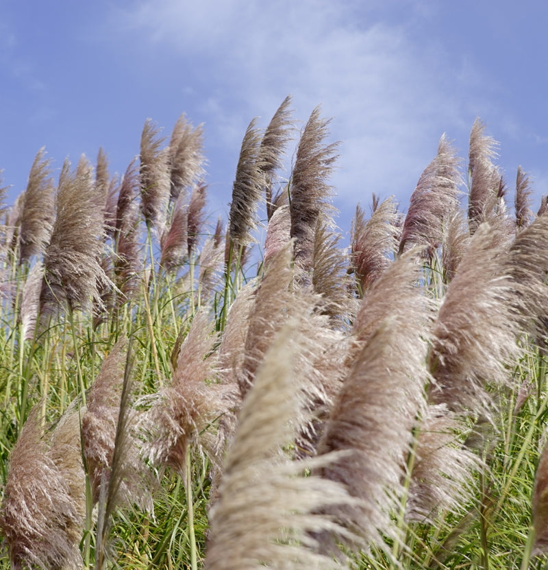 Conjunto de 8 plantas de pasto pampa.