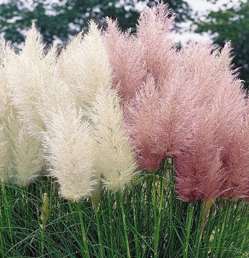 Set mit 3 Pampasgraspflanzen weiß oder rosa