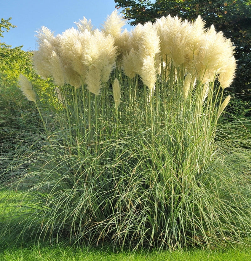 Conjunto de 6 plantas de capim-dos-pampas