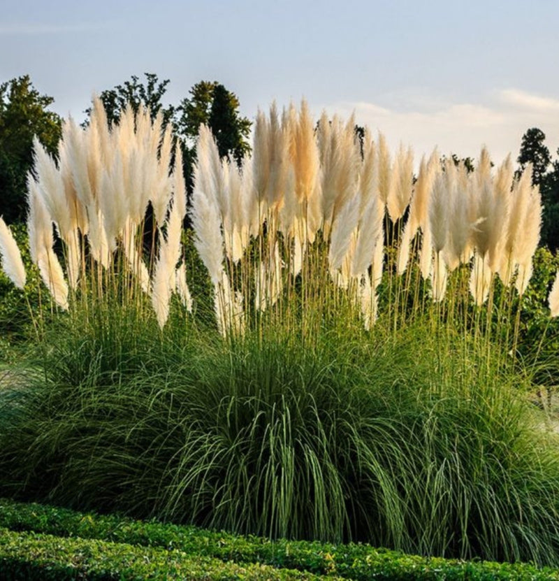 Conjunto de 6 plantas de capim-dos-pampas