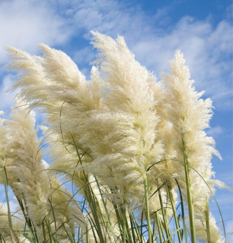 Conjunto de 6 plantas de capim-dos-pampas