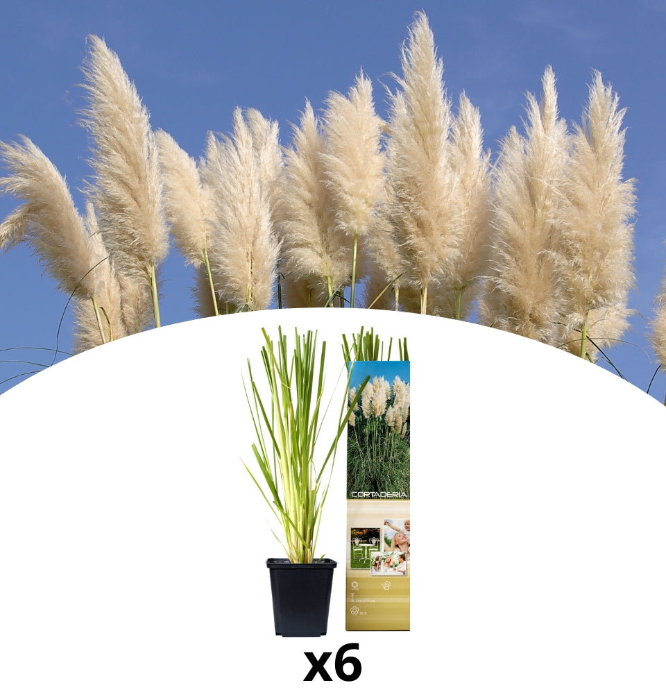 Conjunto de 6 plantas de capim-dos-pampas