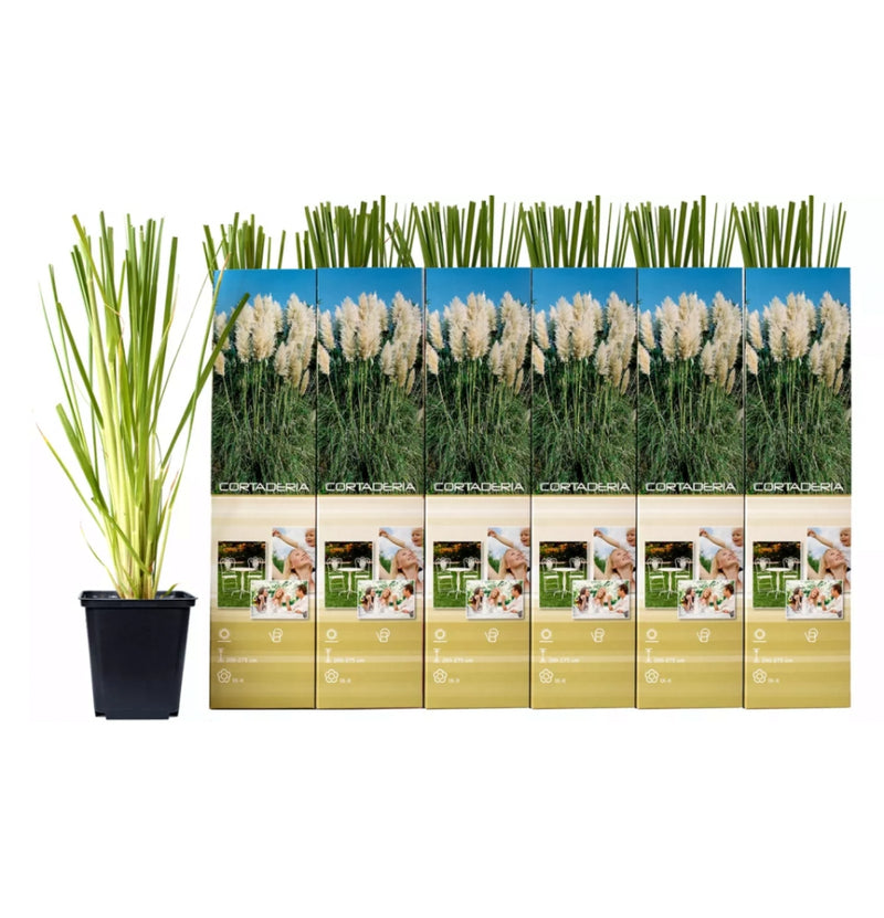 Conjunto de 6 plantas de capim-dos-pampas