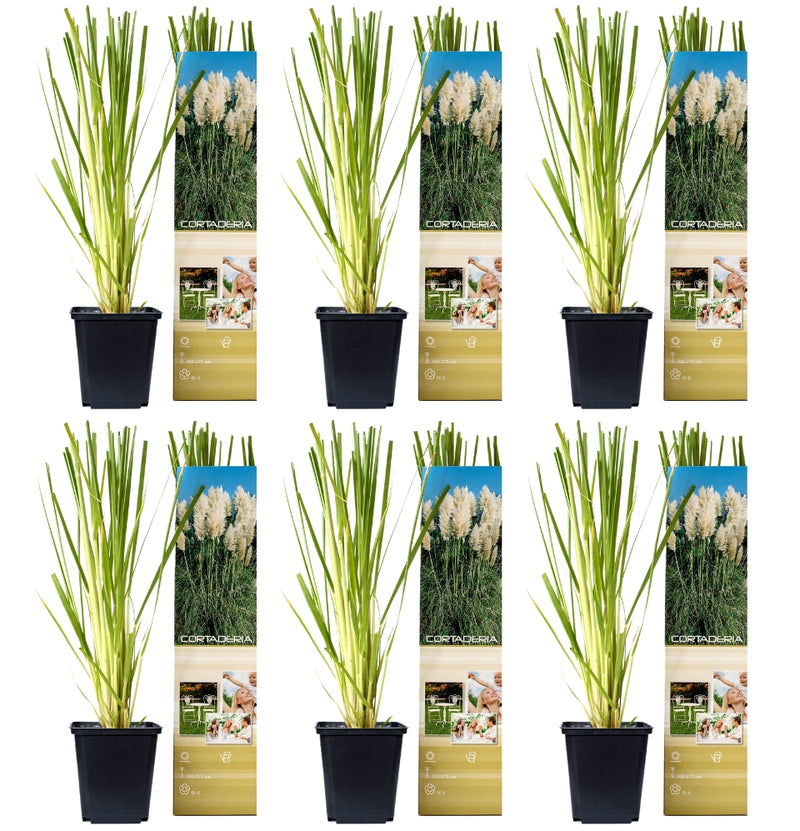 Conjunto de 6 plantas de capim-dos-pampas