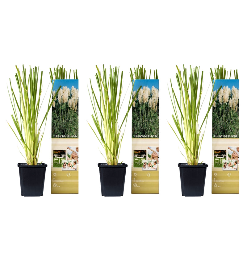 NatureNest - Set van Pampasgras x 3 (blanc)