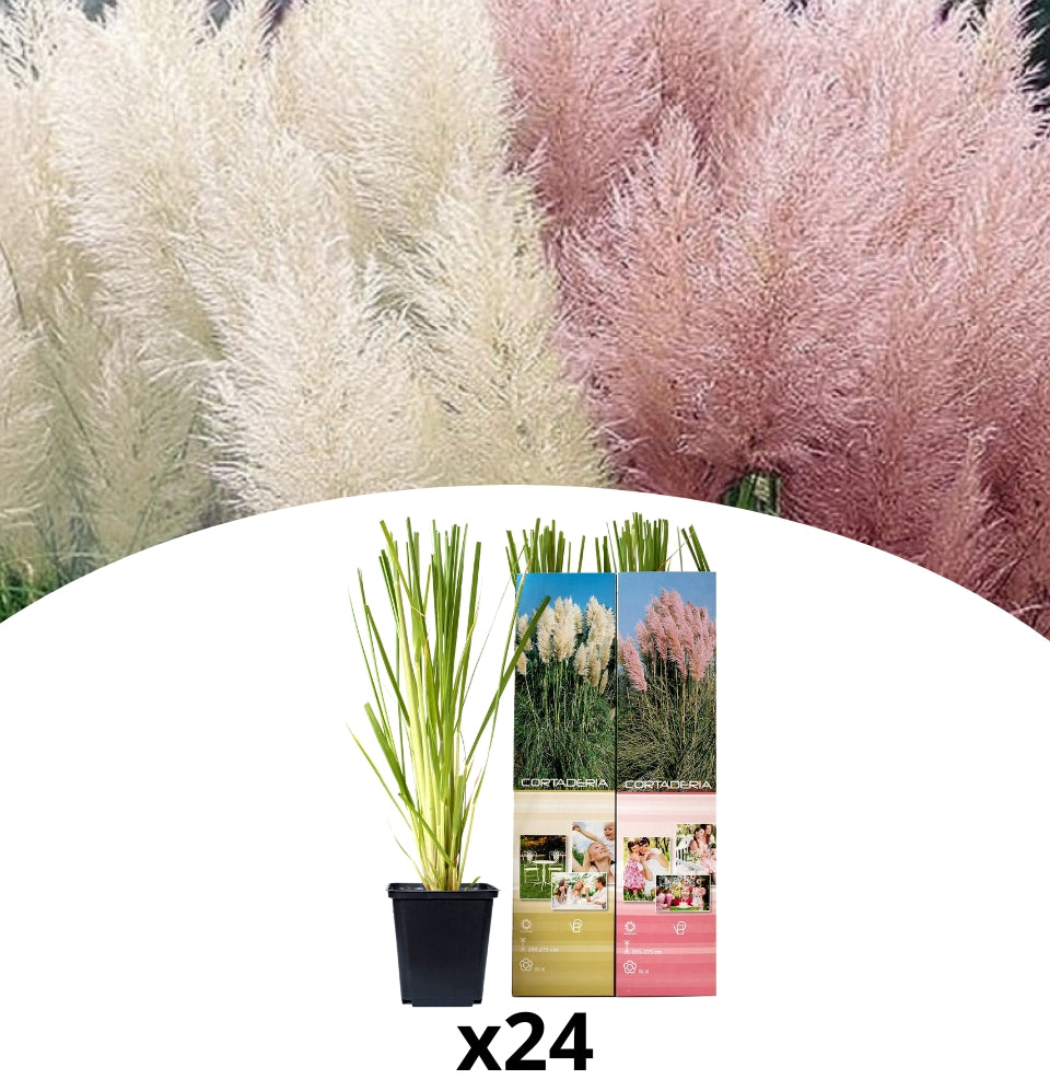 Set of 24: Plant pampas grass