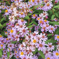 3 Zomeraster ‘Kalimeris incisa Blue Star’ Ø9 cm ↕15 cm