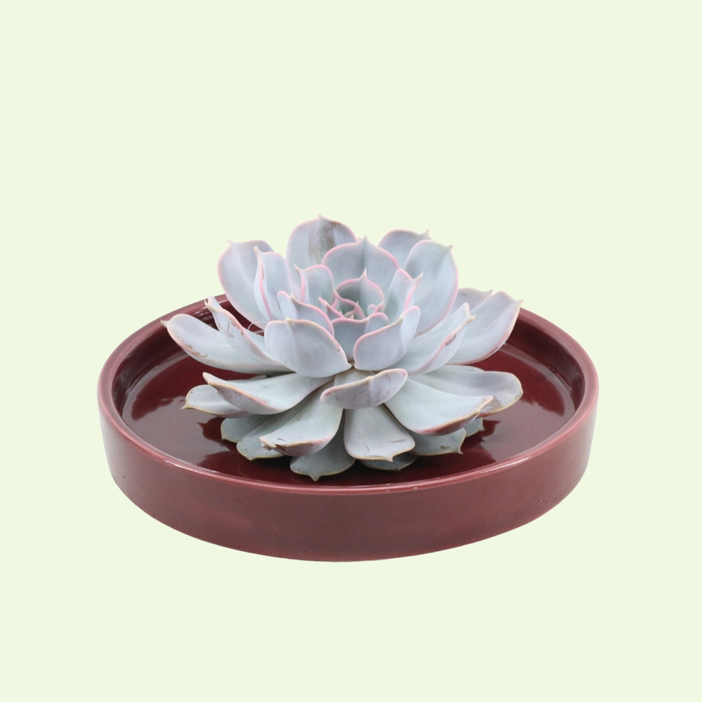 1 Succulent ‘Echeveria Lilacina’ Ø12–14 cm ↕5 cm