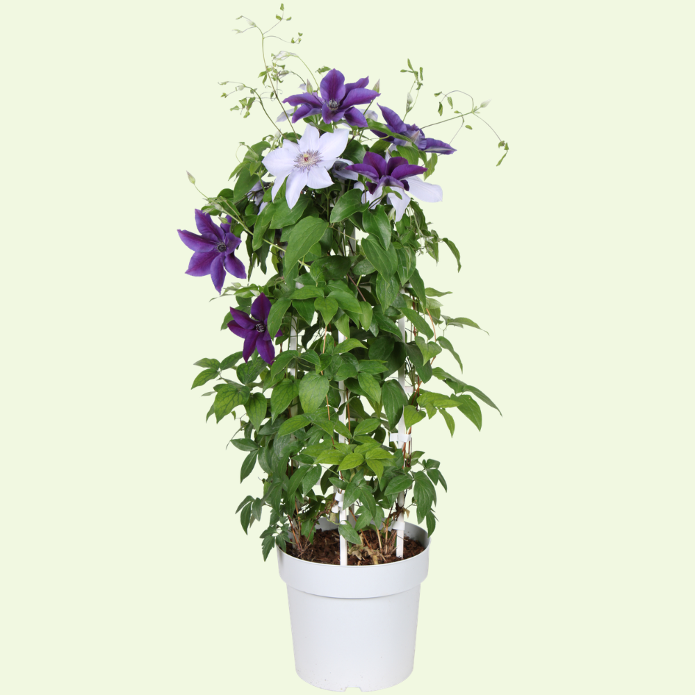 1 Clematis blauw ‘Clematis’ Ø23 cm ↕80 cm