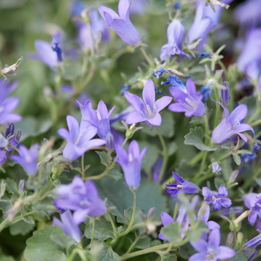 3  Dalmatiëklokje ‘Campanula portenschlagiana’ Ø9 cm ↕15 cm